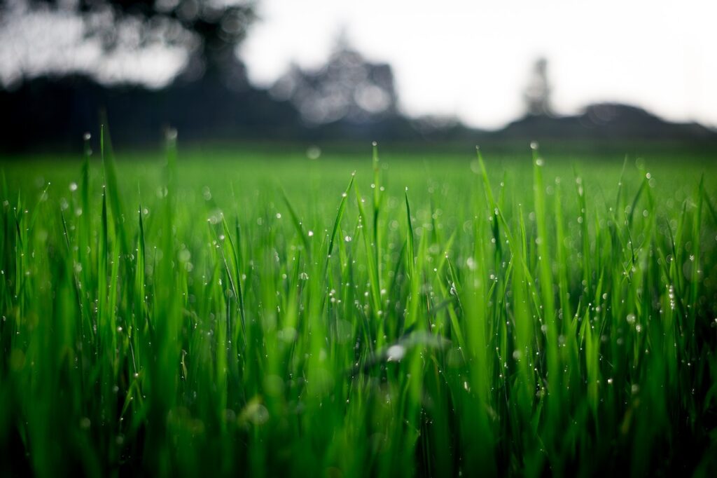 The Health Benefits of Spending Time on a Well-Kept Lawn