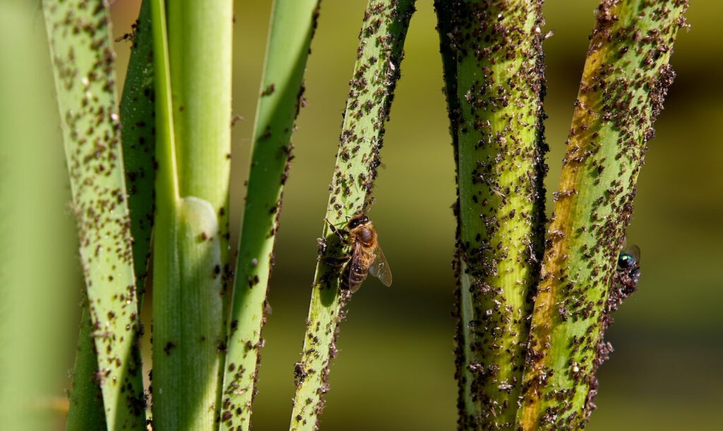 Battling Lawn Pests Tips and Techniques for a Pest-Resistant Lawn