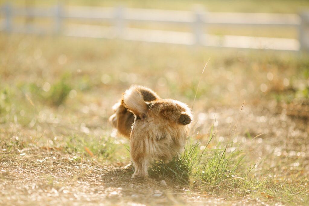 No More Yellow Patches: Dog Urine Solutions from Lawn Care Experts